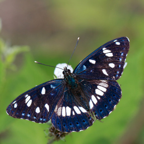 Akdeniz Hanımeli Kelebeği (Limenitis reducta)