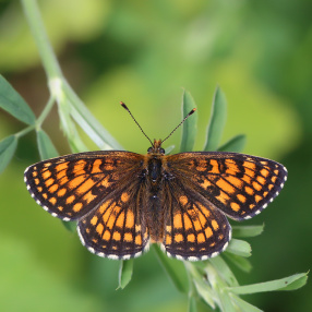 Amannisa (Melitaea athalia)