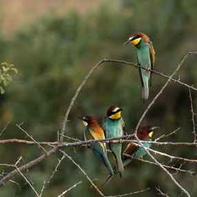 Arı Kuşu (Merops apiaster)