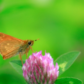 Orman Zıpzıpı (Ochlodes venatus)