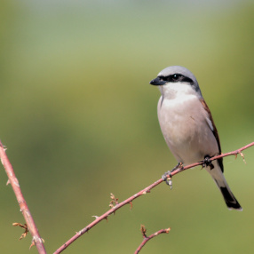 Kızılsırtlı Örümcekkuşu (Lanius collurio)