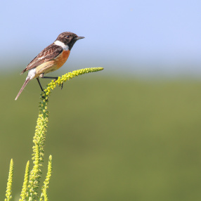 Taşkuşu (Saxicola rubicola)