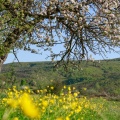 Bitki ve Çiçek Fotoğrafları