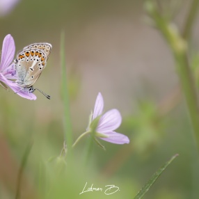 Geranyum Çokgözlüsü (Polyommatus eumedon)