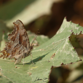Anadolu Yırtıkpırtığı (Polygonia egea)