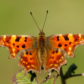 Yırtık Pırtık (Polygonia c-album)
