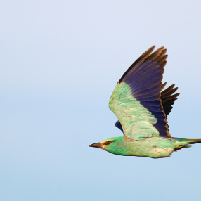 Gökkuzgunumsular (Coraciiformes)