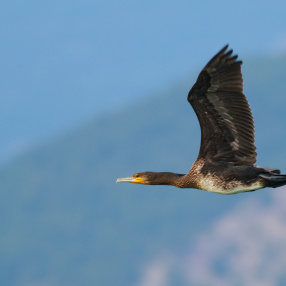 Karabatak (Phalacrocorax carbo)