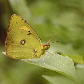Sarı Azamet (Colias crocea)