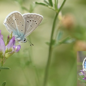 Ağrı Mavisi (Polyommatus vanensis)