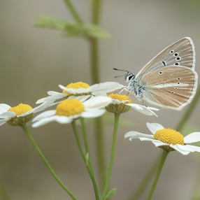 Damon Mavisi (Polyommatus damon)