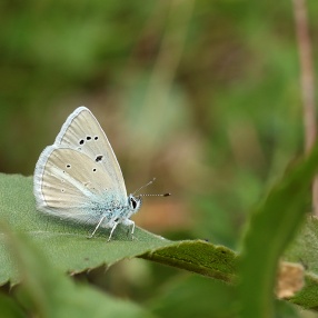 Tanker'in Çokgözlüsü (Polyommatus tankeri)