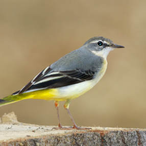Dağ Kuyruksallayanı (Motacilla cinerea)
