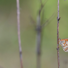 Güzel İparhan (Melitaea syriaca)