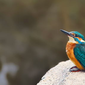 Yalıçapkınıgiller (Alcedinidae)
