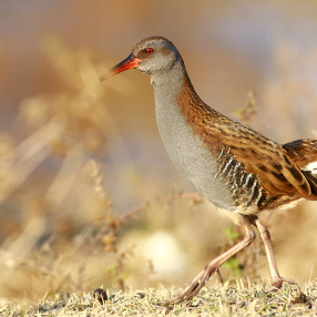 Turnamsılar (Gruiformes)