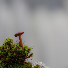 Mantar ve Tek Hücreli Fotoğrafları