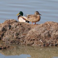yesilbas_mallard_1366x_MG_2489.jpg