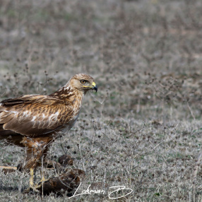 Kızıl şahin (Buteo rufinus)