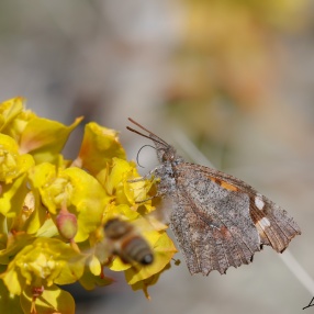 Çitlembik (Libythea celtis)