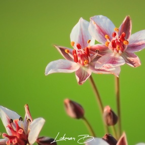 Bitki ve Çiçek Fotoğrafları