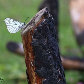 Alıç Kelebeği (Aporia crataegi)