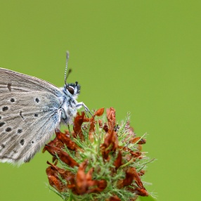 Rebel'in Korubenisi (Phengaris rebeli)