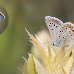 Torul Mavisi (Polyommatus torulensis)