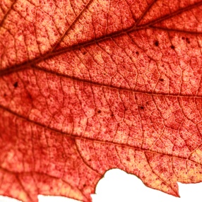 Nesneler ve Diğer Fotoğraflar