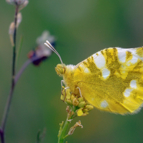 Zegris (Zegris eupheme)