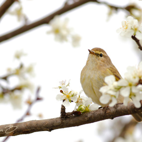 Ötleğengiller (Sylviidae)