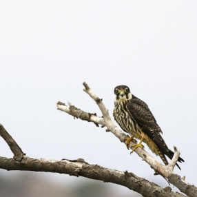 Doğangiller (Falconidae)