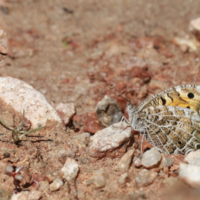 Step Cadısı (Chazara anthe)
