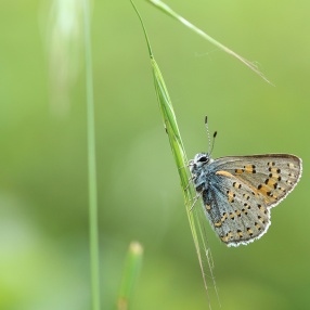 Anadolu Gelinciği (Tomares nogelii)