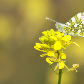 Turuncu Süslü (Anthocharis cardamines)