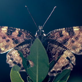 Karaağaç Nimfalisi (Nymphalis polychloros)