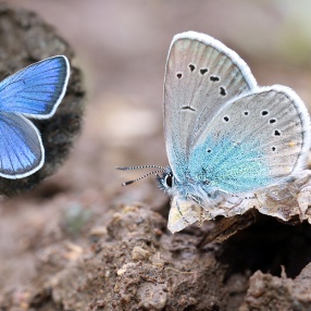 Çokgözlü Rusmavisi (Polyommatus coelestina)