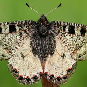 Yalancı Apollo (Archon apollinus)