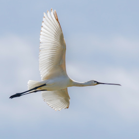 Kaşıkçı (Platalea leucorodia)