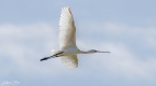 Kaşıkçı - Eurasian Spoonbill (Platalea leucorodia)