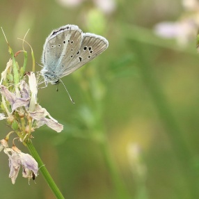 Türk Mavisi (Polyommatus turcicus)