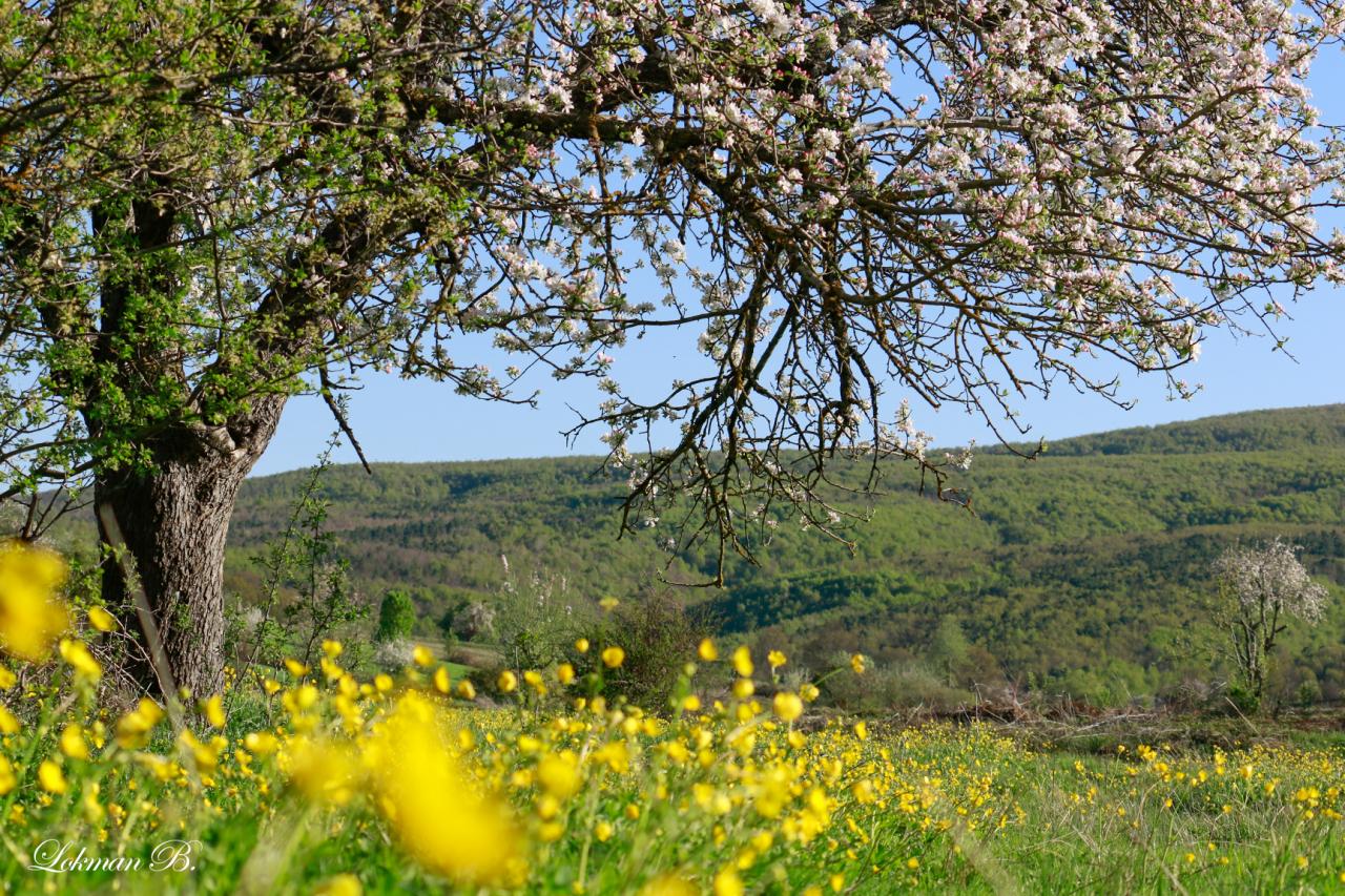 Bir İlkbahar Sabahı