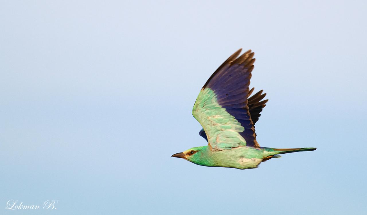 Gökkuzgun » European Roller » Coracias garrulus