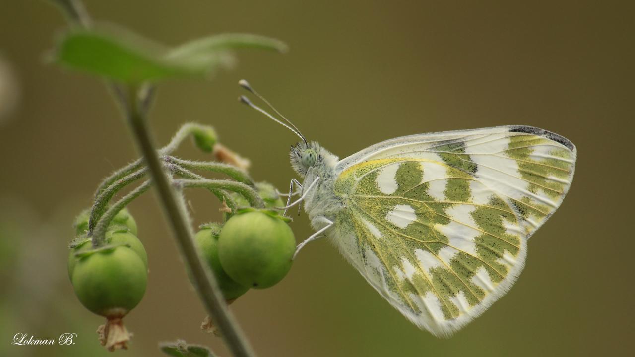 Yeni Beneklimelek (Pontia edusa)
