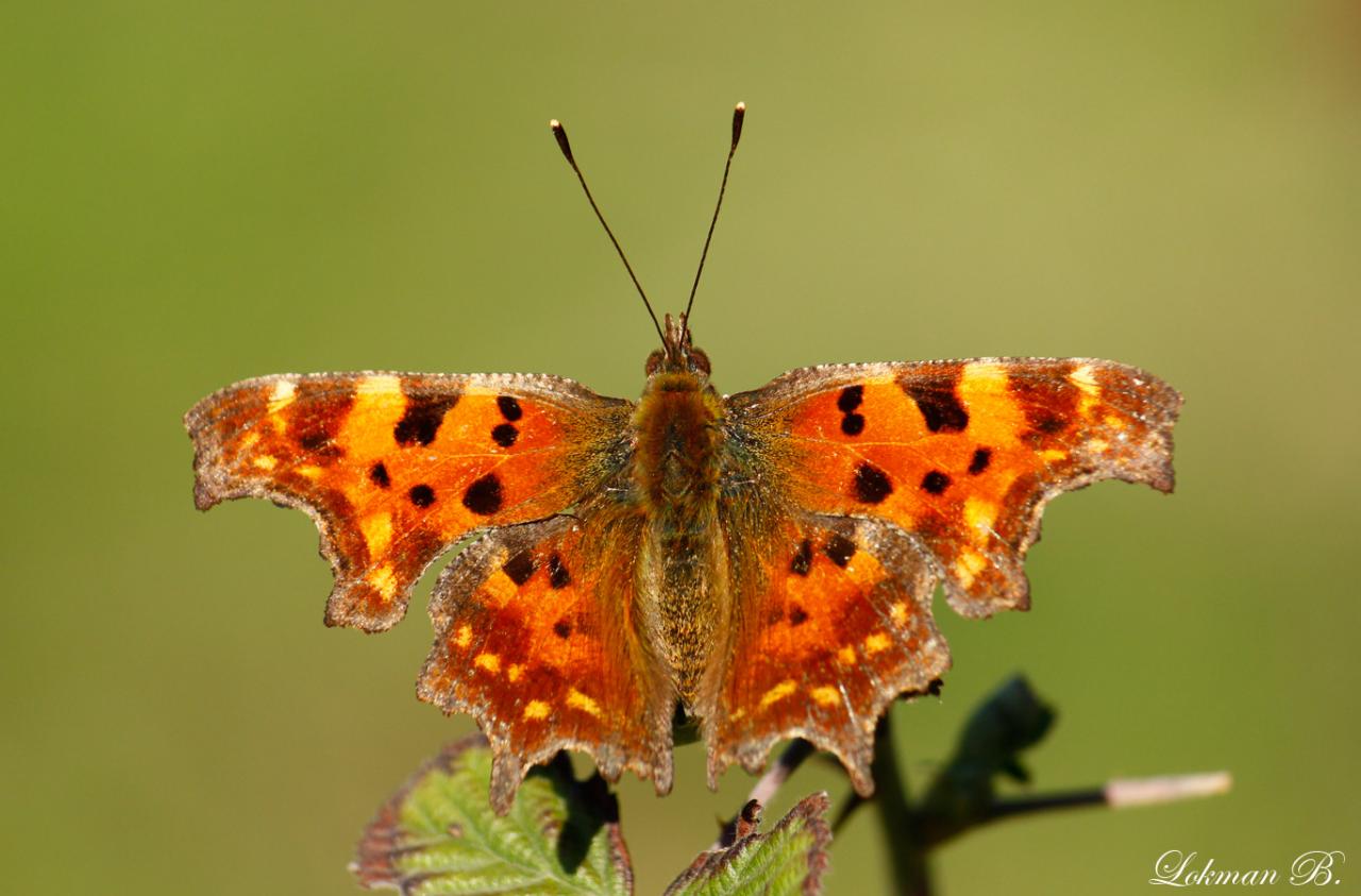 Yırtık Pırtık (Polygonia c-album)