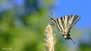 Erik kırlangıçkuyruk (Iphiclides podalirius)