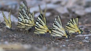 Erik kırlangıçkuyruk (Iphiclides podalirius)