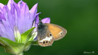 Funda Zıpzıp Perisi (Coenonympha arcania)