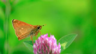 Orman Zıpzıpı (Ochlodes venatus)