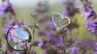 Putnam'ın Çokgözlüsü (Polyommatus putnami)